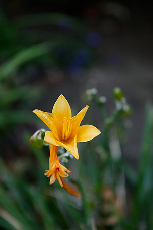 Yellow Lily