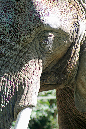 Elephant eyelashes, Seattle Zoo