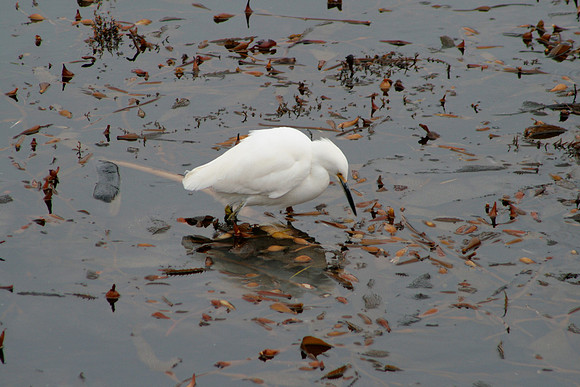 Egret standing on kelp