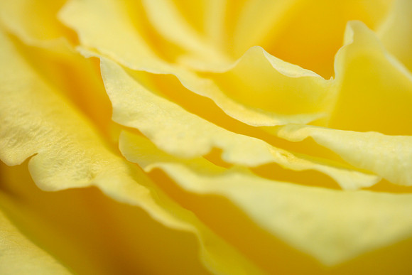 Rose, frilly, close-up, side (Yellow)