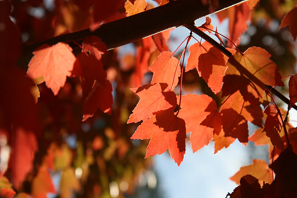 Autumn in Grass Valley_7523