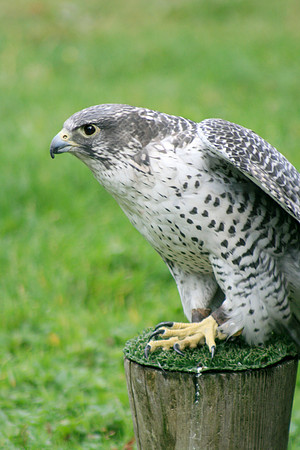 Peregrine Falcon (Seattle)