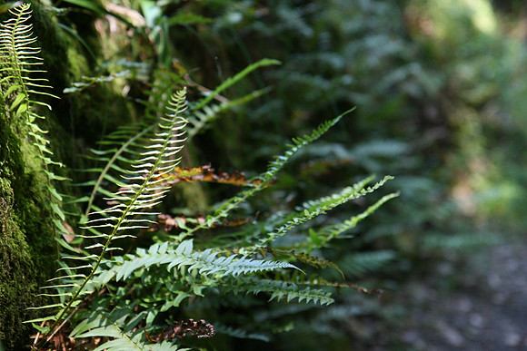 Fern on Independence Trail
