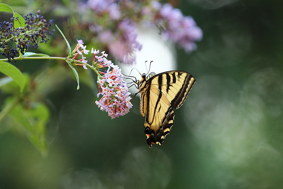 Western Tiger Swallowtail