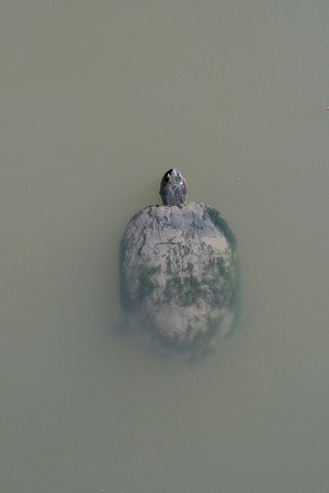 Water Turtle