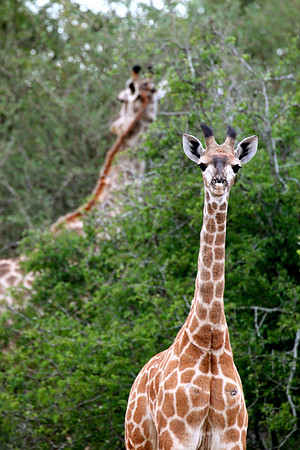 South Africa