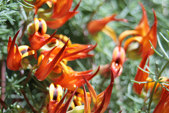 Lobster Claw flowers, close-up