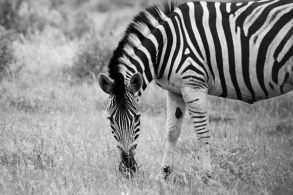 Zebra (B&W)