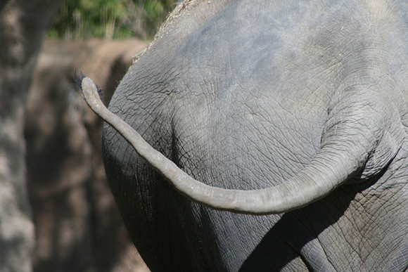 Elephant Tail