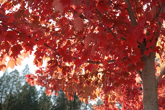 Autumn in Grass Valley_7506