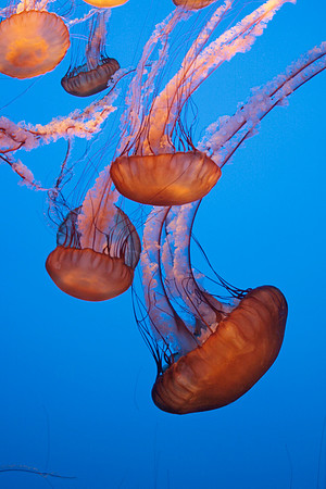 Jelly Fish (6-V)