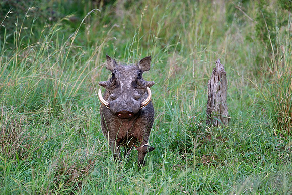 South Africa