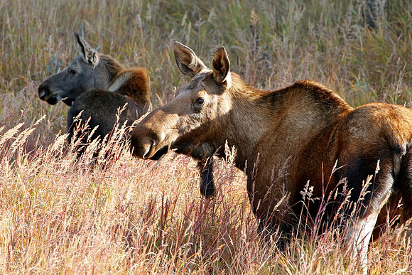 Moose (Female & Young)