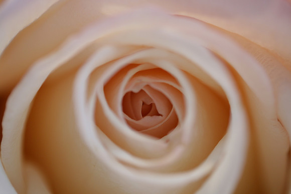 Rose, close-up, center (Pale peachy-pink)