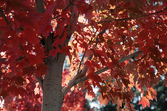 Autumn in Grass Valley_7508