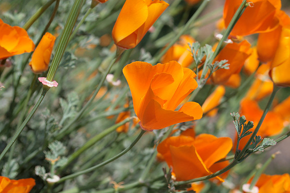 Poppies (pointing right)