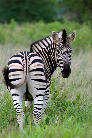 Zebra butt