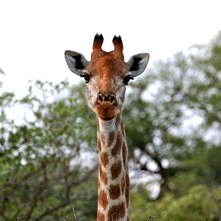 South Africa