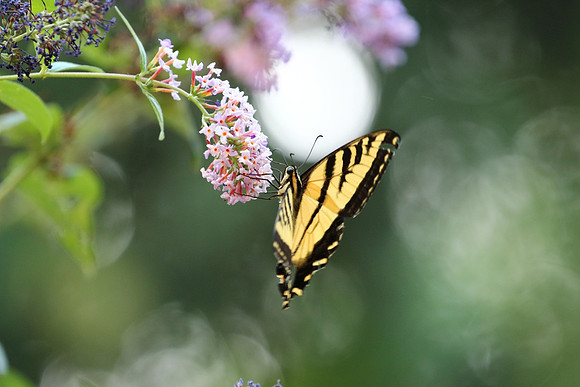 Western Tiger Swallowtail