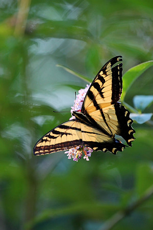 Western Tiger Swallowtail