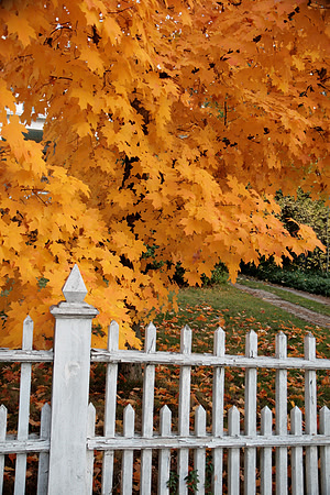 Autumn in Nevada City_8176