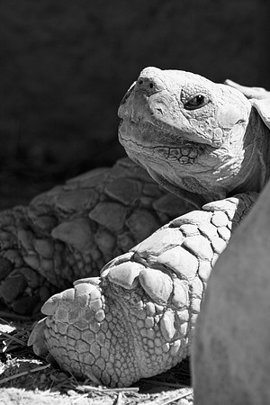 Desert Tortoise