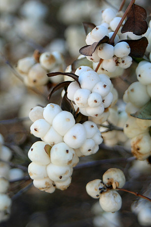 Snowberries