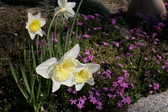 Daffodils with Purple flowers