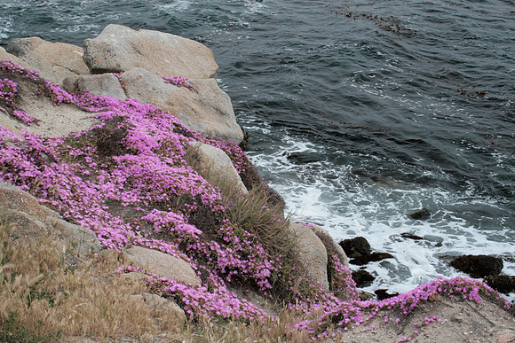 Cliff with Ice Plant (Left)