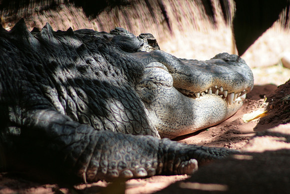 Alligator