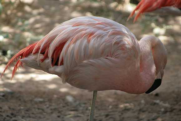 Flamingo