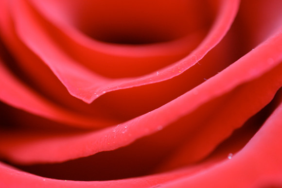 Rose, close-up, side (Red)