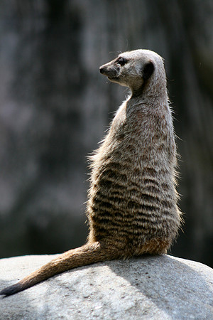 Meerkat Sentry