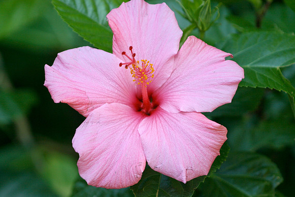 Hibiscus, Seattle Zoo