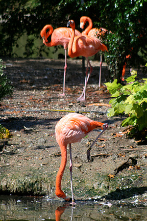 Flamingos