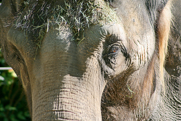 Indian Elephant (Seattle)