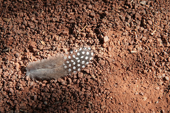 Guinea Hen Feather