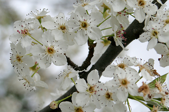 Tree flowers, many (White)