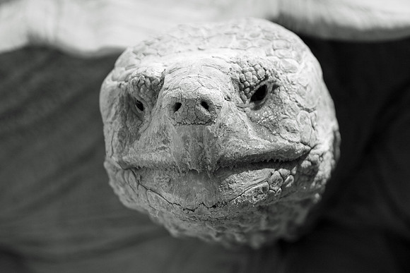 Desert Tortoise