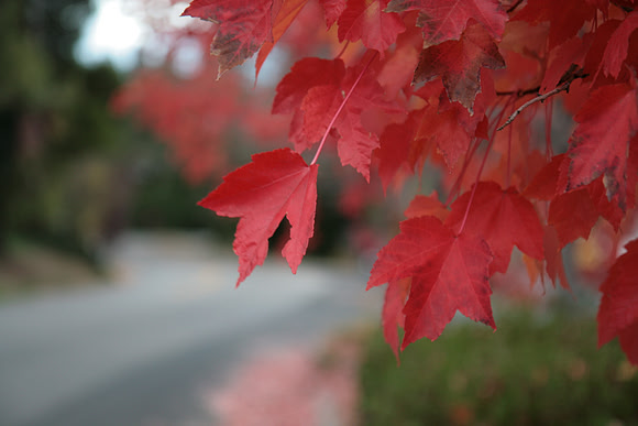 Autumn in Nevada City_7867