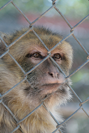 Rhesus Monkey