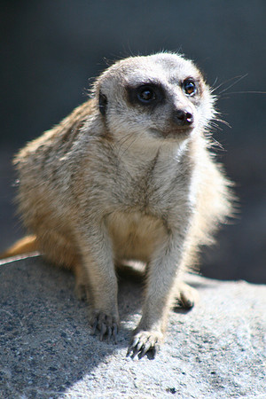 Meerkat