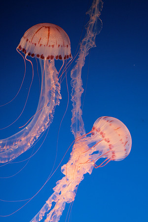 Jelly Fish (2-V)