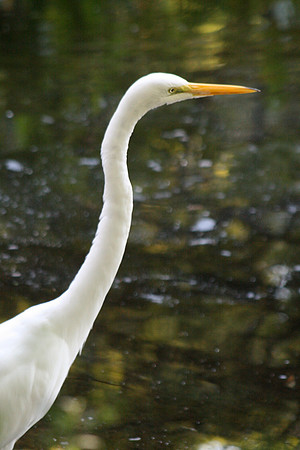 Egret
