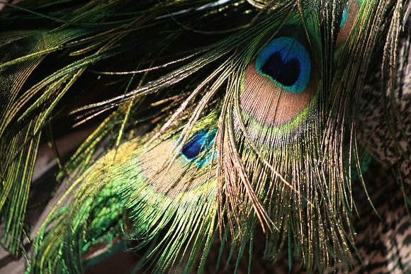 Peacock Feathers