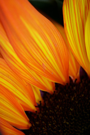 Sunflower, orange (V)
