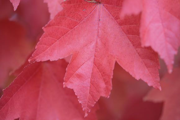 Autumn in Nevada City_7885