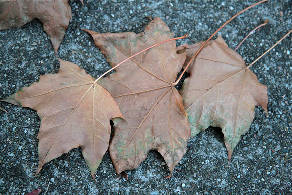 Autumn in Walnut Creek_8241 (edited)