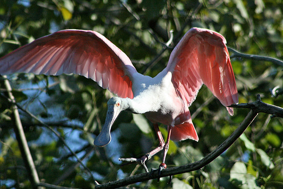 Roseate Spoonbill