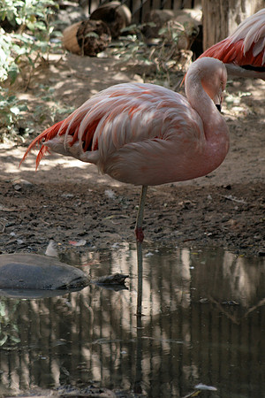 Flamingo